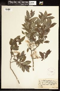Salix bebbiana image