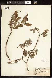 Salix bebbiana image