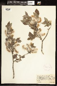 Salix bebbiana image