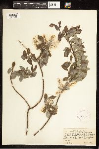 Salix bebbiana image