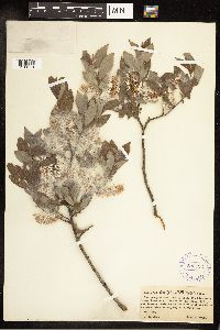 Salix bebbiana image