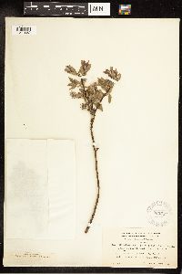 Salix bebbiana image