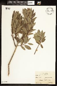 Salix bebbiana image