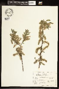 Salix bebbiana image