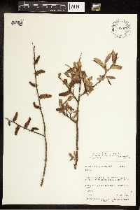 Salix bebbiana image