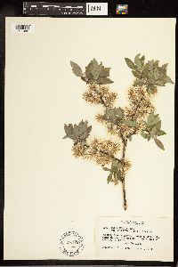 Salix bebbiana image