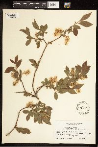 Salix bebbiana image