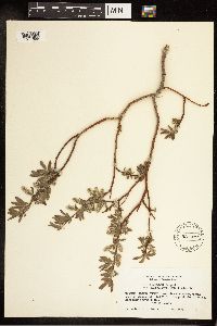 Salix bebbiana image