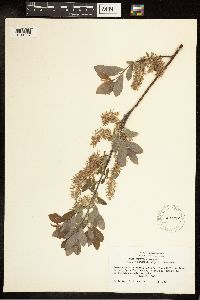 Salix bebbiana image