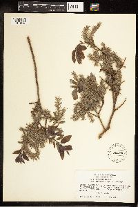Salix bebbiana image