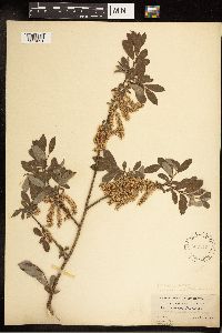 Salix bebbiana image