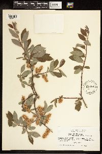 Salix bebbiana image