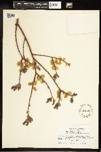 Salix bebbiana image