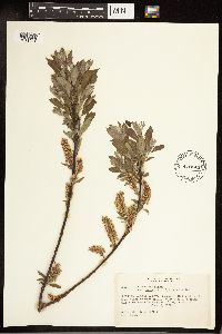 Salix bebbiana image