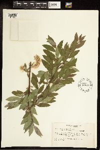 Salix bebbiana image