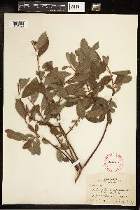 Salix bebbiana image