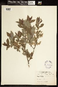 Salix bebbiana image
