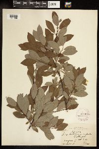 Salix bebbiana image