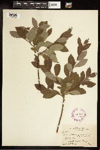 Salix bebbiana image