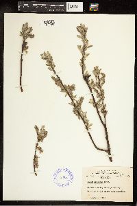 Salix bebbiana image