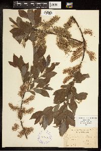 Salix bebbiana image