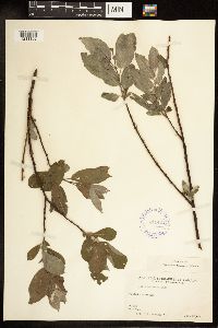 Salix bebbiana image