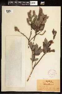 Salix bebbiana image