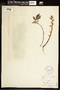 Salix bebbiana image