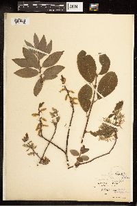 Salix bebbiana image