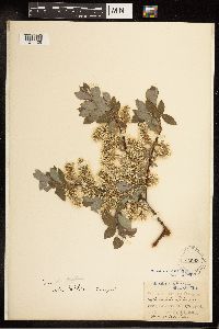 Salix bebbiana image