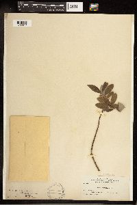 Salix bebbiana image