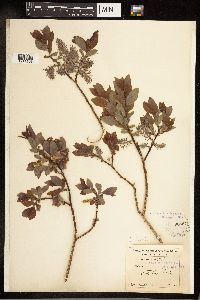 Salix bebbiana image