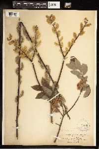 Salix bebbiana image