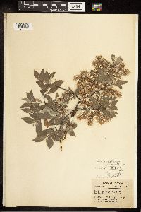 Salix bebbiana image