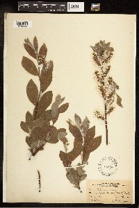 Salix bebbiana image