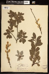 Salix bebbiana image