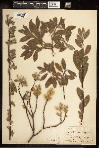 Salix bebbiana image