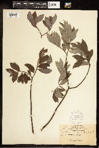Salix bebbiana image