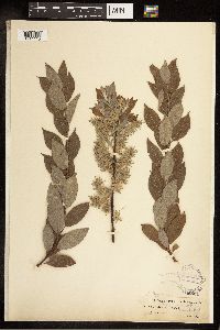 Salix bebbiana image