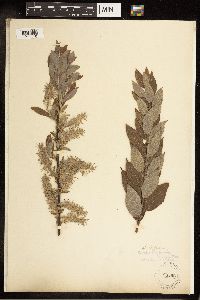 Salix bebbiana image