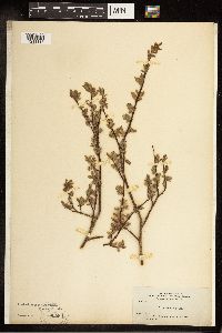 Salix bebbiana image