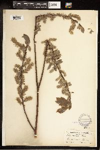 Salix bebbiana image