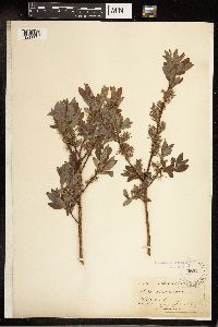 Salix bebbiana image