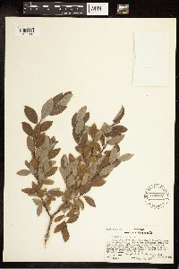 Salix bebbiana image