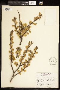 Salix bebbiana image