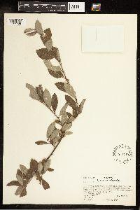 Salix bebbiana image