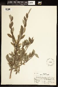Salix bebbiana image