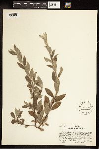 Salix bebbiana image