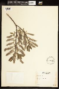 Salix bebbiana image