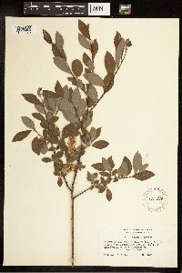 Salix bebbiana image